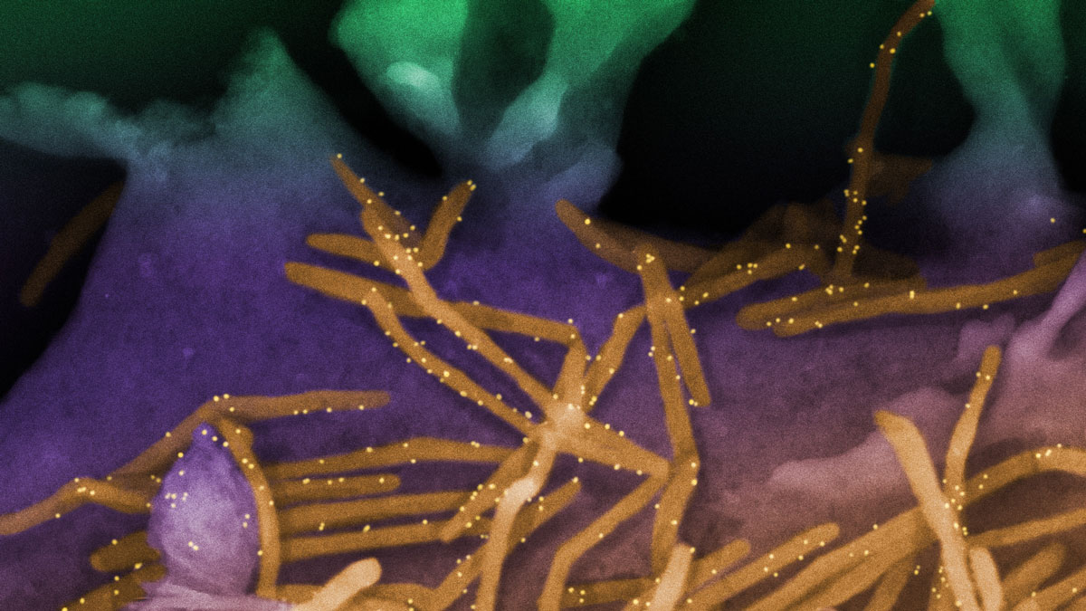 ENSO and Disease Spread